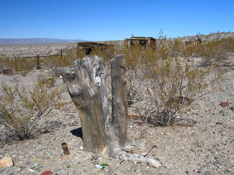 Were these here before the miners arrived?  Did they plant them?   From what source did they obtain their water?  We'll have to wait a bit before the answer to that last question becomes apparent.