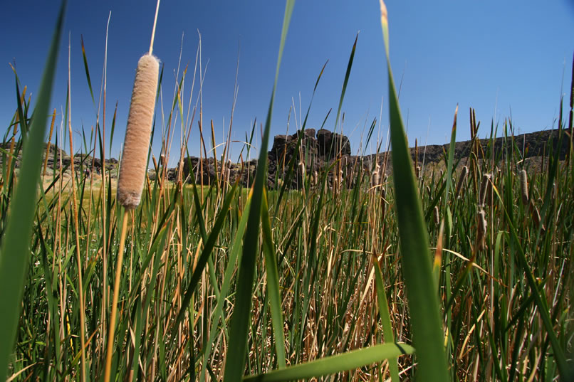 The cattail, which grows in vast numbers around the lake, was an important plant for the Indians.  Its stalks were woven into mats and the roots, shoots and immature flower spikes were important food sources.