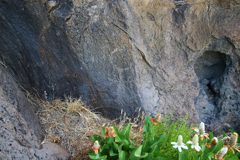 While we wait for the rest of our group to have their turn in the pictograph shelter, we make some interesting discoveries as we wander around.  The first is a unique looking petroglyph.  Note also the prolific medicinal herb, yerba mansa, that can be seen in the lower right of the photo.  