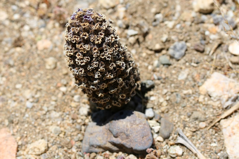 It looks like we just missed the delicate white rimmed purple blossoms of this scaly-stemmed sand plant.  It's a parasite that relies on ants and rodents to take its seeds deep underground where they germinate and attach to the roots of several desert shrub species.