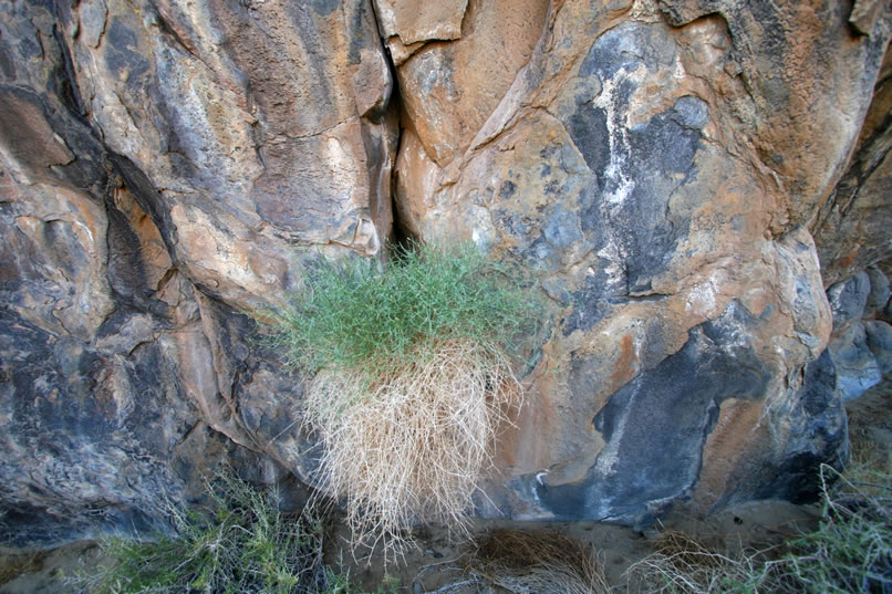 Even in this distant view you can probably make out the smudge of red to the right of the vegetation growing out of the crack in the cliff.