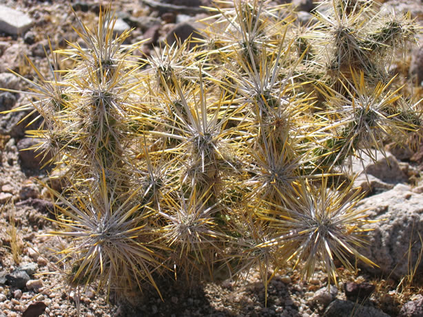 Another cholla.