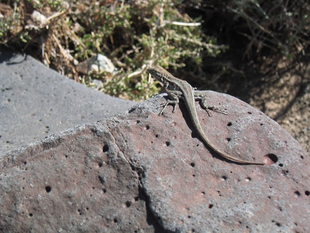 We're always amazed at the number of lizard sightings at this location.