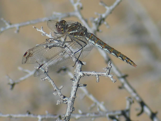 Another view of the dragonfly.