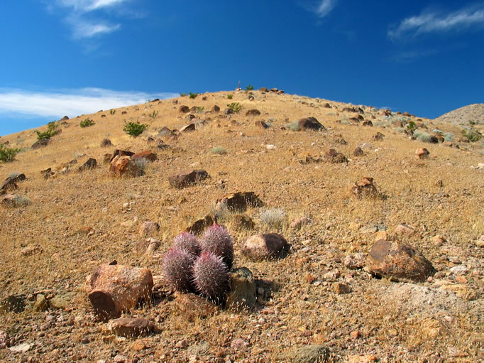 A happy cactus.