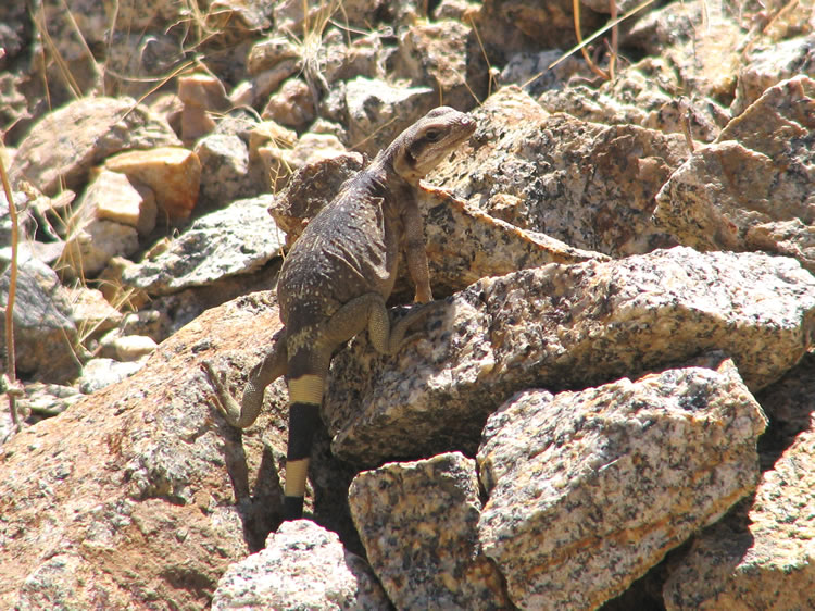 Amidst the rocks we spotted this cute chuckwalla.