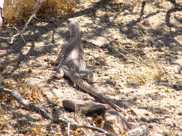 On the way back to the trailhead we encounter a large desert iguana.