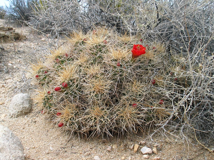 A mound of hedge-hog cacti in bloom.