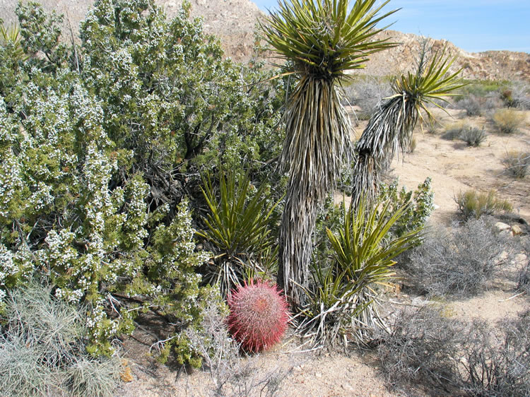 Yucca, barrel cactus and a juniper loaded with berries.