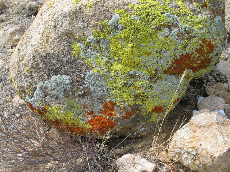 lichen