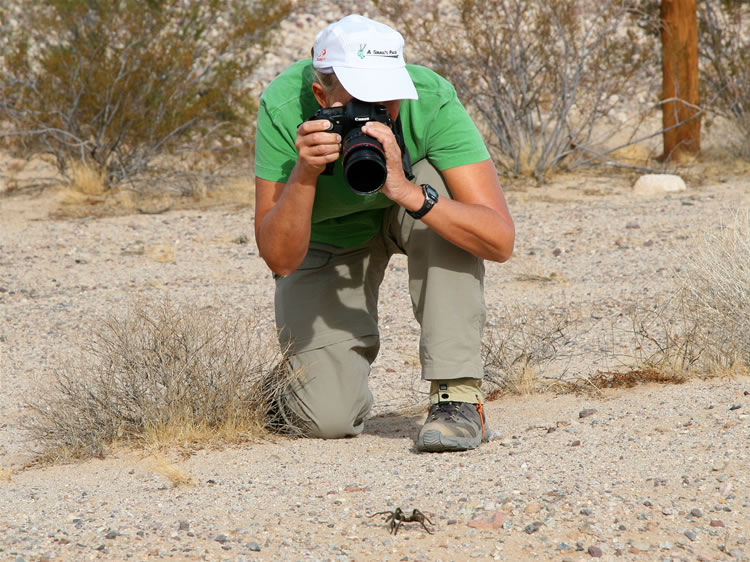 Jamie photographing the jaywalker. We then try to explain the importance about looking both ways before crossing a road but we're not sure the tarantula understood very well.