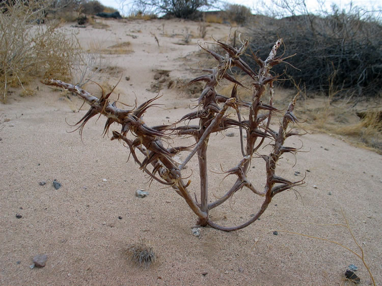 As we start up the dune we come to patches of skeletal stalks that add to the surreal feeling of the dune itself.