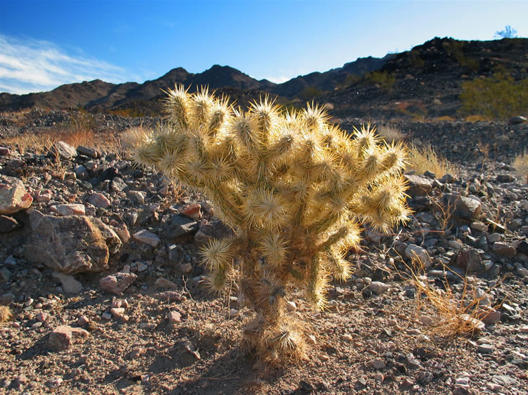 A photogenic cholla.