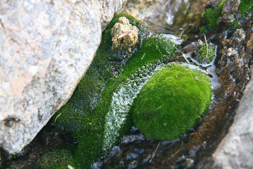 Just below the dam are lots of lush mosses growing along the stream.
