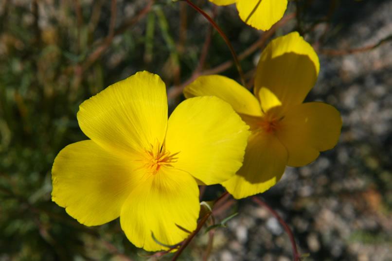 The wildflower bloom, which had started just before our last trip here, is now in its glory and guarantees lots of colorful blooms and sweet smells.  Here are some desert golden poppy blossoms.