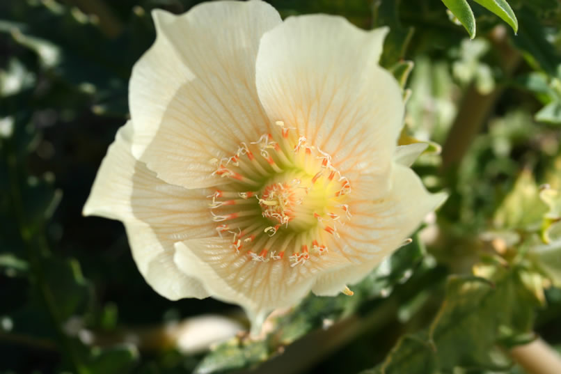 A closer look at one of the flowers.