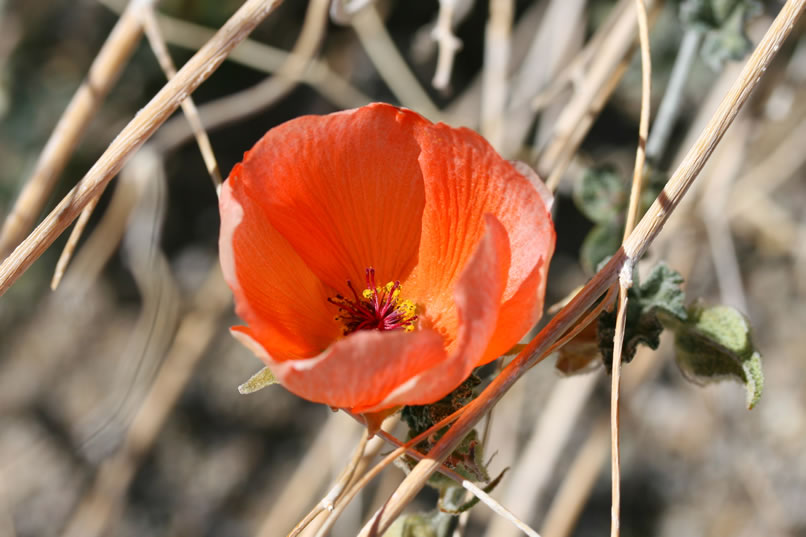 Desert globe mallow or, as it's also called, desert apricot mallow.