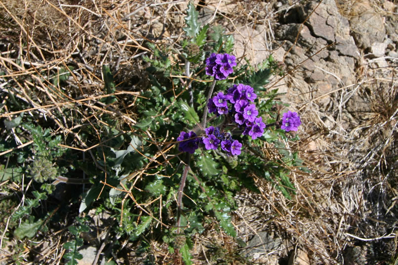 Scorpion weed.