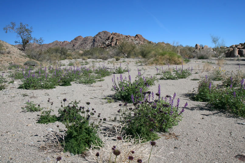 Chia and Arizona lupine provide a bit of foreground color for this scenery shot.