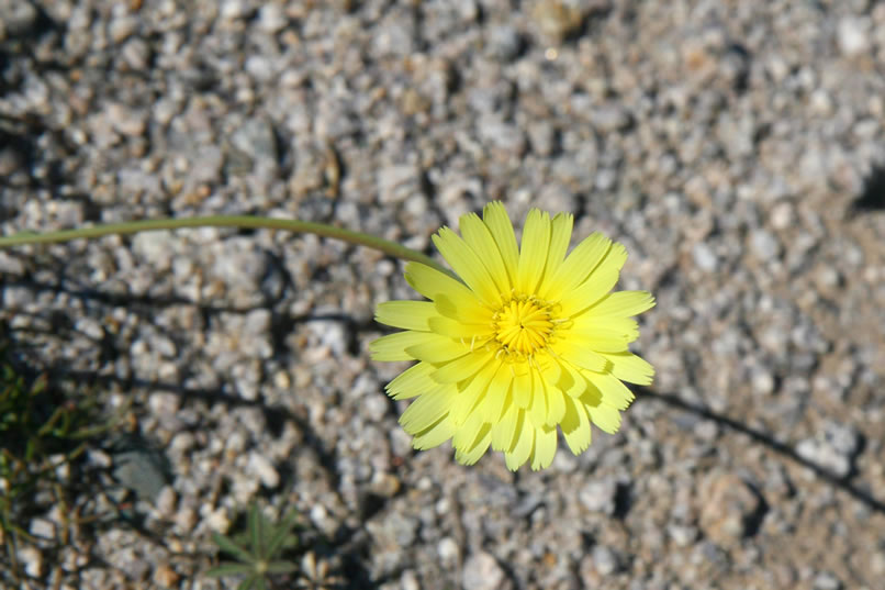 With this photo of a desert dandelion we wrap up our exploration of the petroglyph site and move the Jeep over to the area of our last trip into the Southern Eagles.  If you recall, we saw some mine tailings in the distance but sunset overtook us before we could explore the site.  This afternoon we're on our way to the mine so come on along!