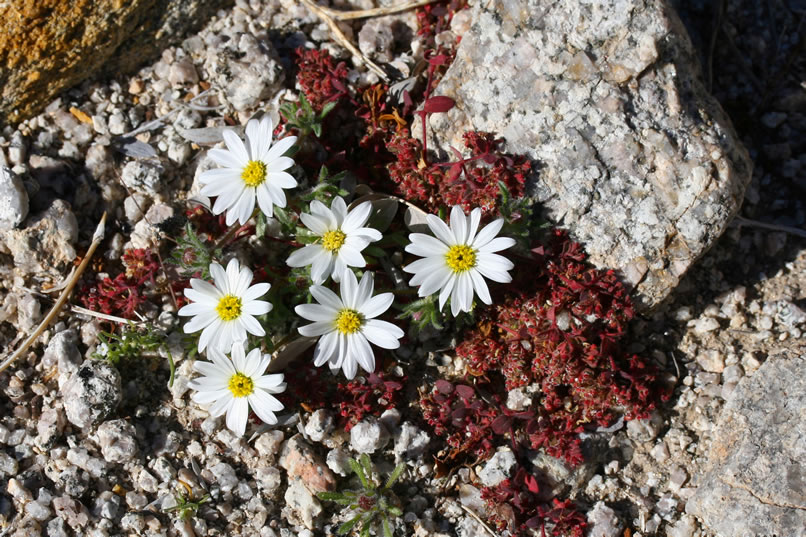 Small desert star.