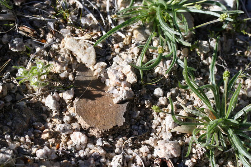 We did find a couple more pottery pieces, though.