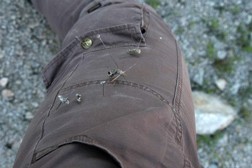 A moment of inattention results in having to pick out the pencil cholla spines.  Ouch!