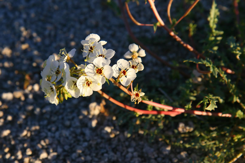 Brown-eyed primrose.