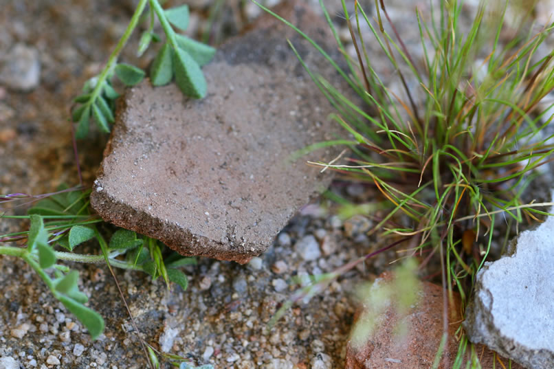 A closer examination of the floor of the shelter turns up even more pottery fragments.