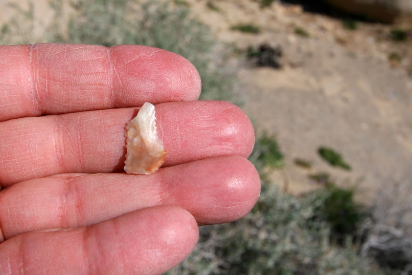 One of the nicest finds is this finely worked small point fragment.