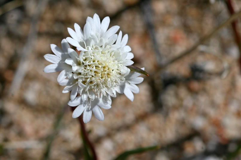 desert pincushion