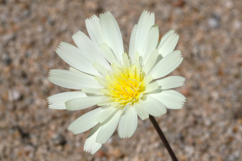 As we approach the truck we find a nice looking desert chicory blossom.