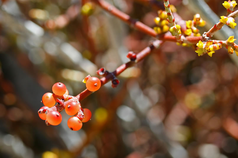 desert mistletoe