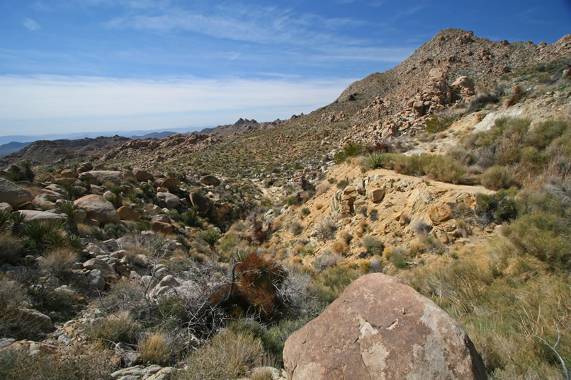 As we make our approach through the thick vegetation surrounding the spring, we take this look down the wash next to it.