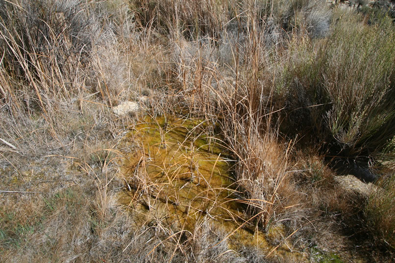 Little rivulets of water spread from the spring to the marshy ground below it.