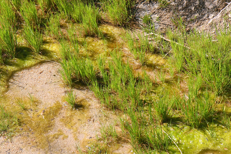 Here's a look at the little stream that's fed from the seeps.