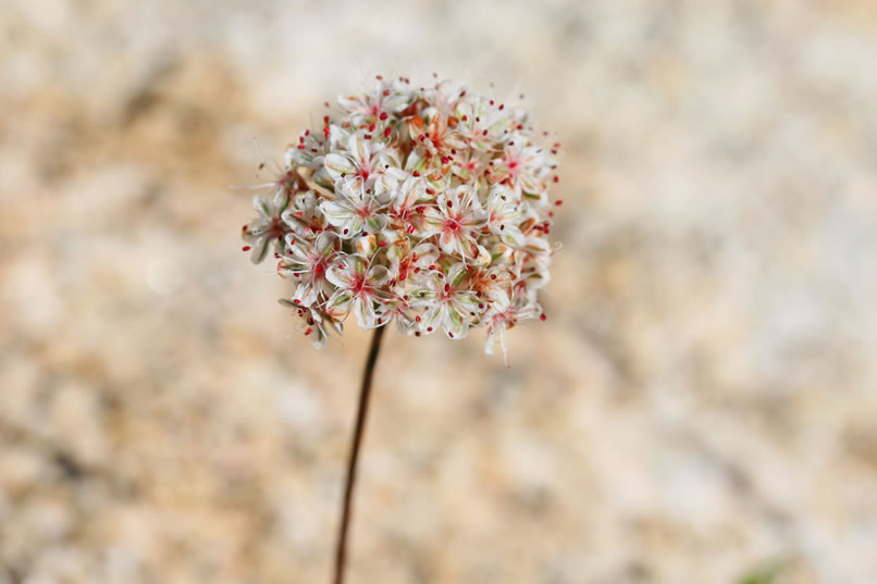 We're now in an area where we would expect to find pictographs hidden in rock shelters.  It's painstaking work checking out the many possibilities and we find ourselves gathering quite a collection of wildflower pics as we explore the area.  This shot is of California buckwheat.