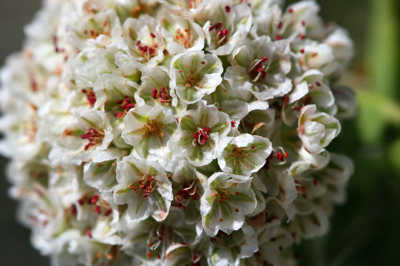 Here's a close-up of the buckwheat.  It's not only a food plant for the Mormon Metalmark butterfly, but was also a major food and medicinal storehouse for the prehistoric Indians.