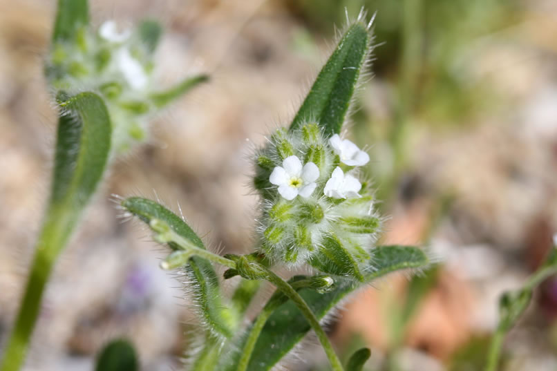 Since we continue to strike out in the picto department, here's your chance to refresh your desert wildflower identification skills.  This one is forget-me-not.