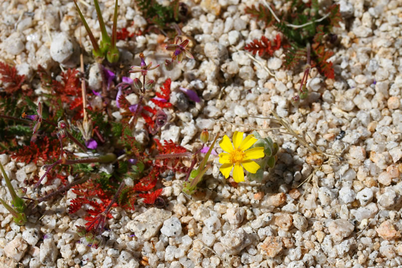 Wallace's woolly daisy