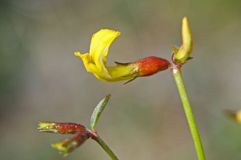 desert rock-pea