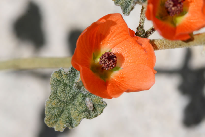 desert mallow