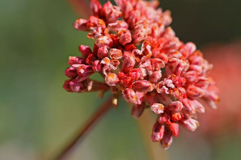 buckwheat