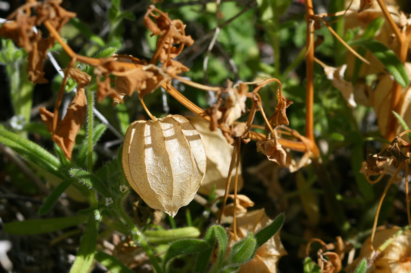 The dried calyx of a thick-leaved ground cherry contains the green, fleshy berry as it develops.