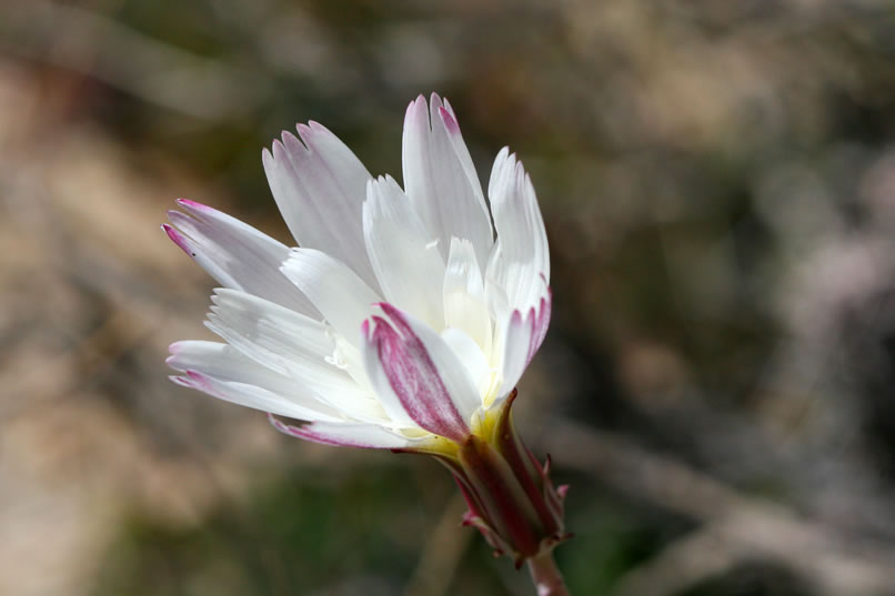 A partially unfolded desert chicory blossom.