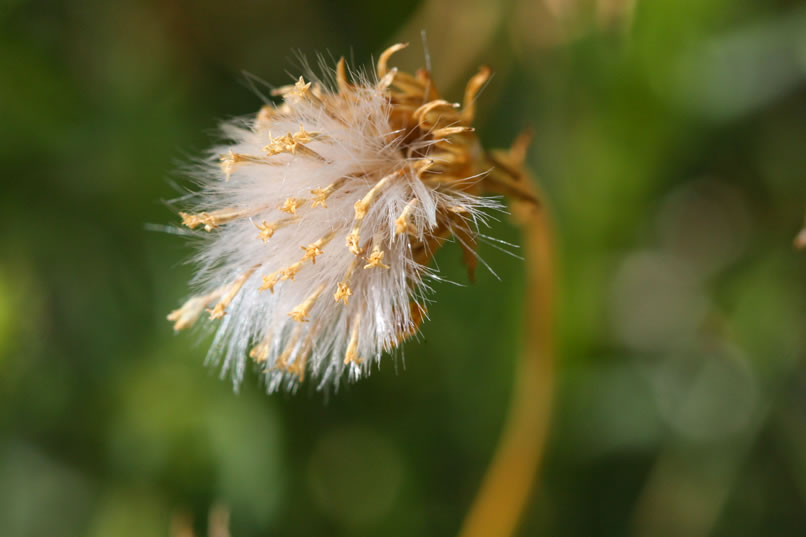 Even the flowers that have gone to seed are pretty!