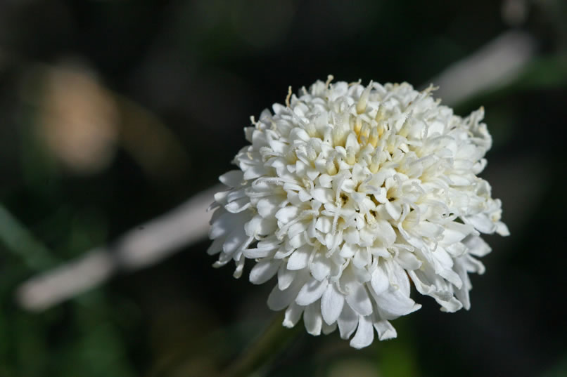 desert pincushion