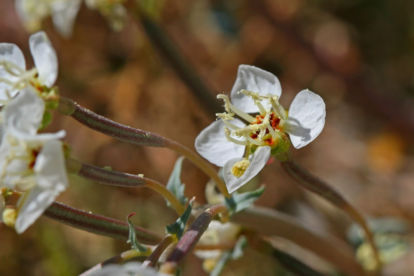 brown-eyed primrose