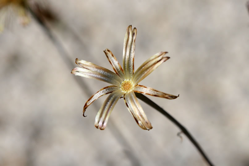 Even the skeletal structures left from early bloomers have a certain charm.