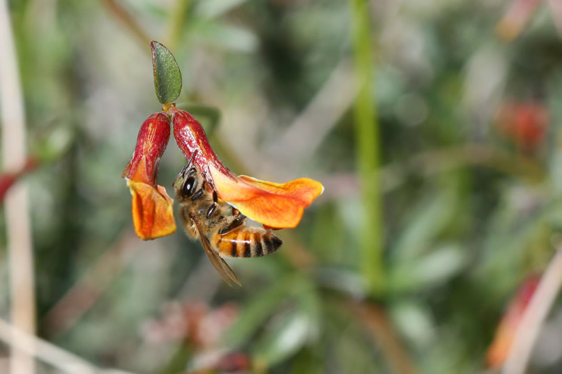 Here are a couple of shots of a hard working bee on a desert rock-pea.